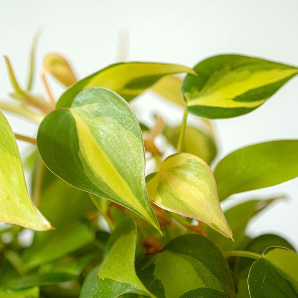 Philodendron Brasil
