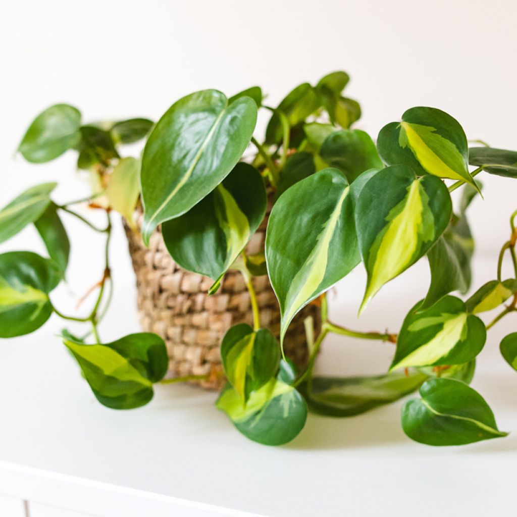 Philodendron Brasil
