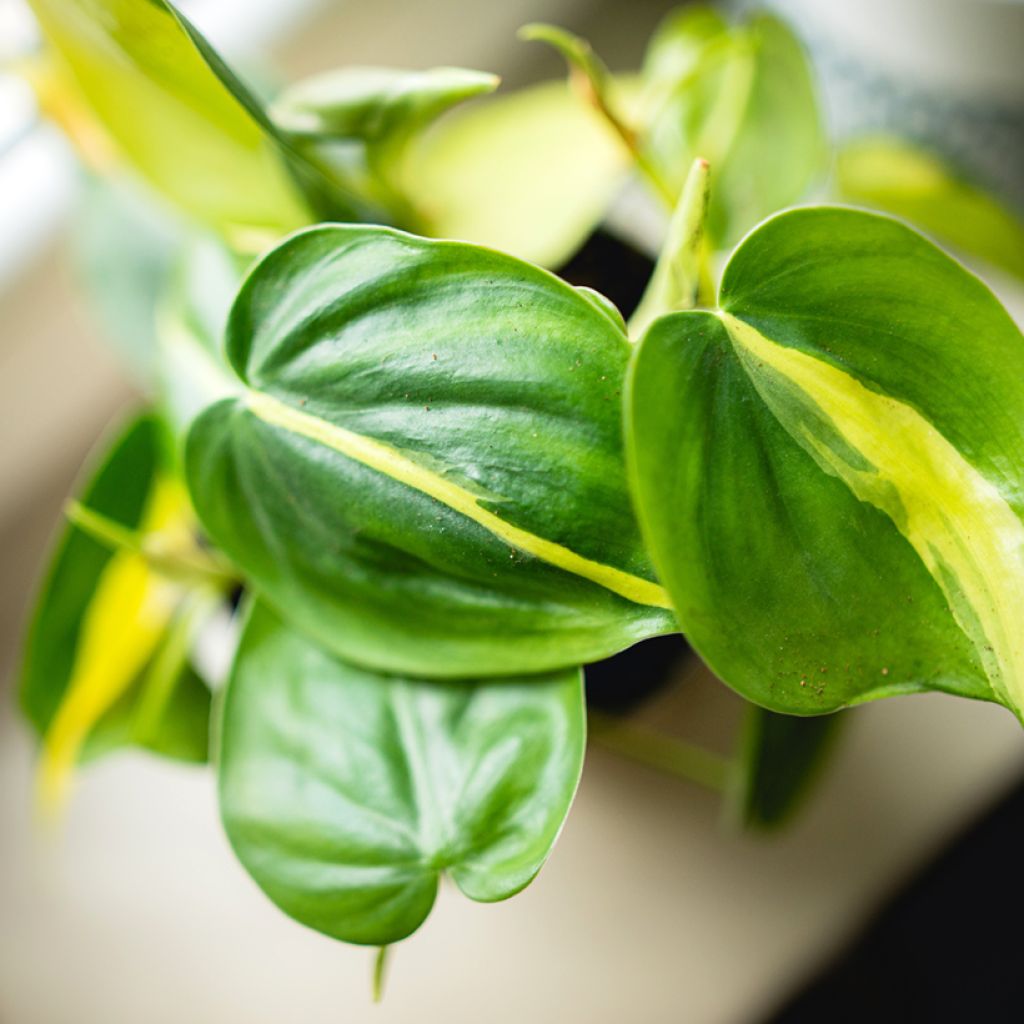Philodendron Brasil