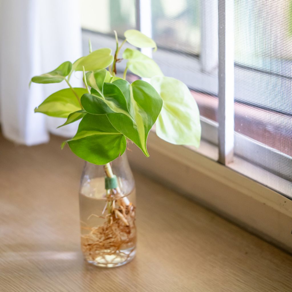 Philodendron Brasil