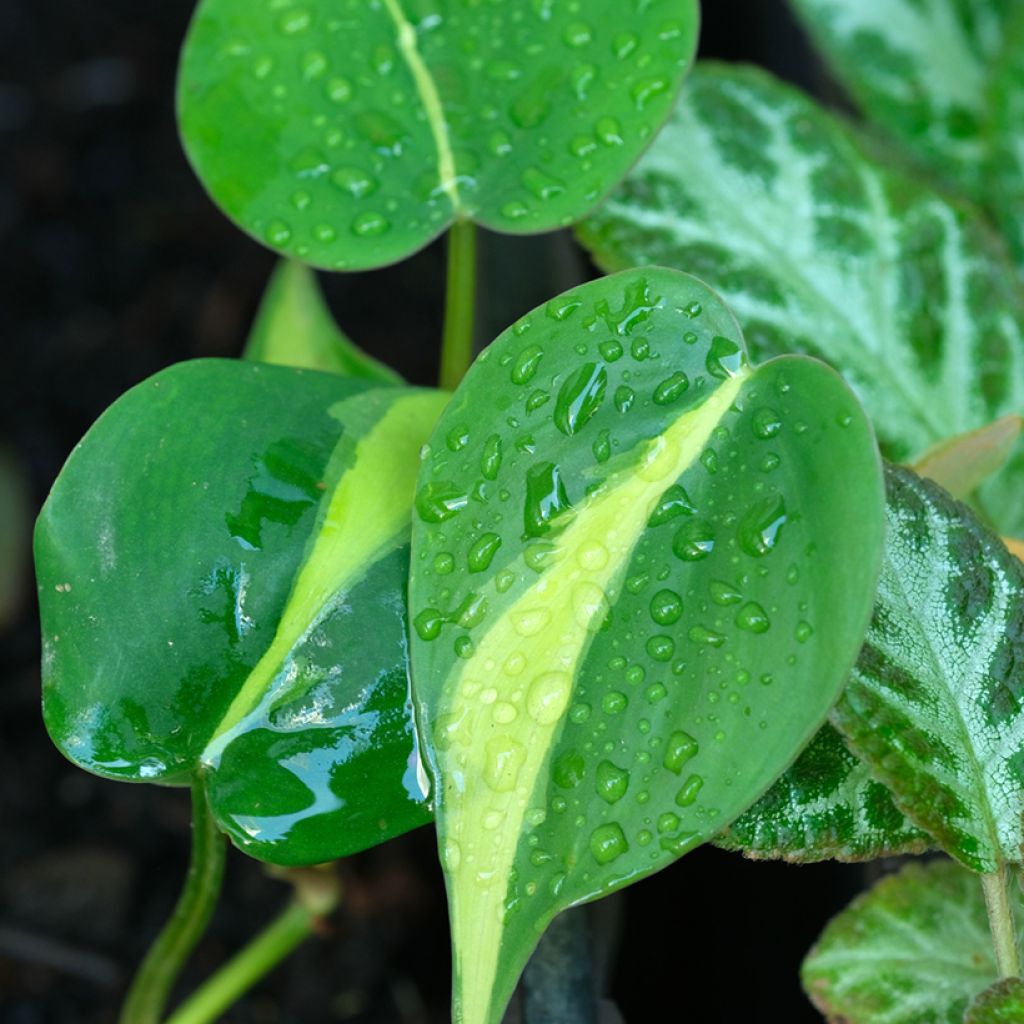 Philodendron Brasil