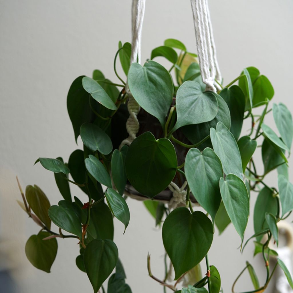 Philodendron scandens