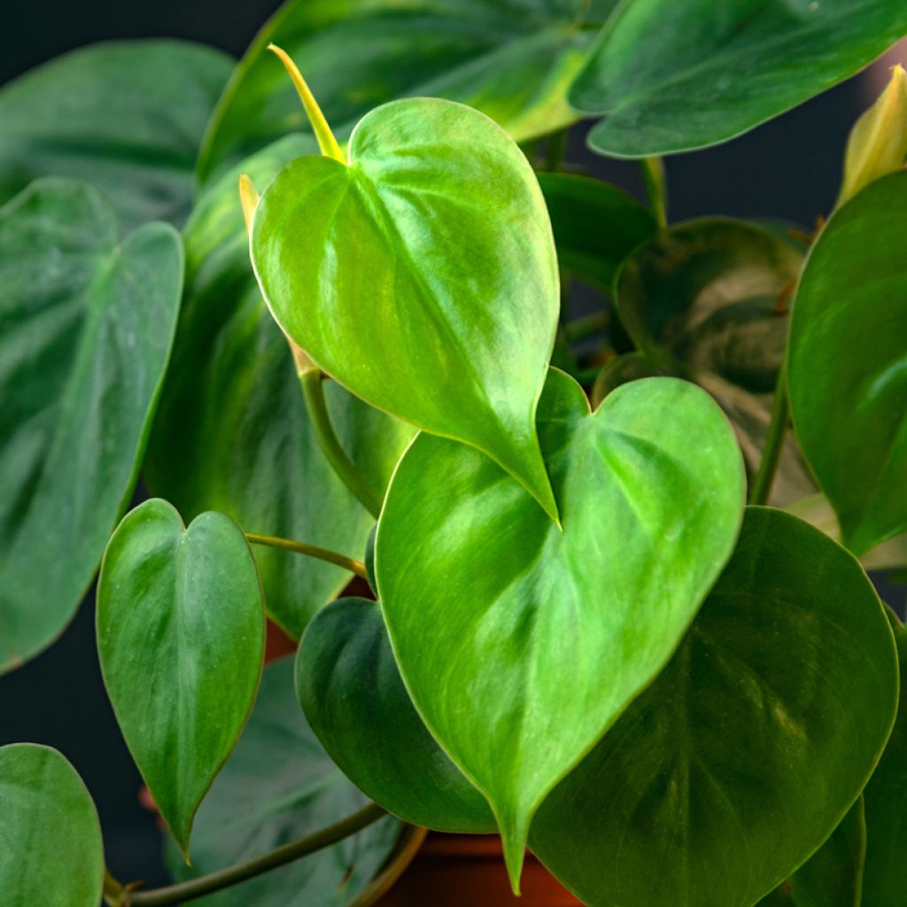 Philodendron scandens