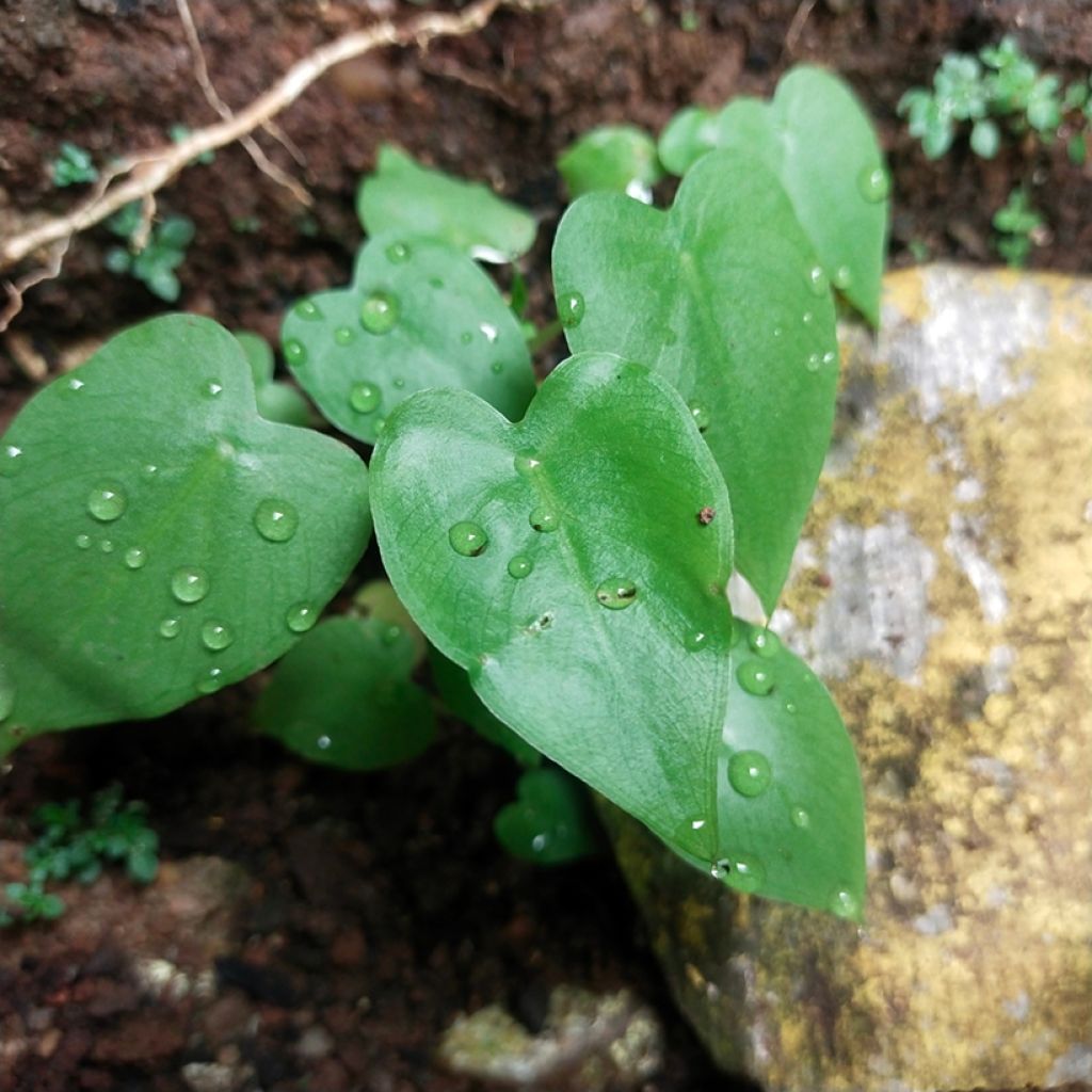 Philodendron scandens