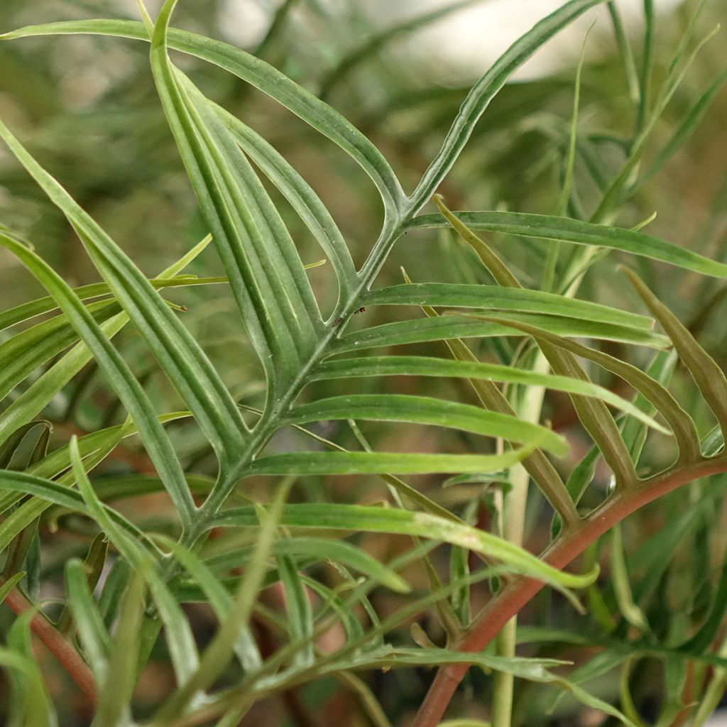 Philodendron tortum