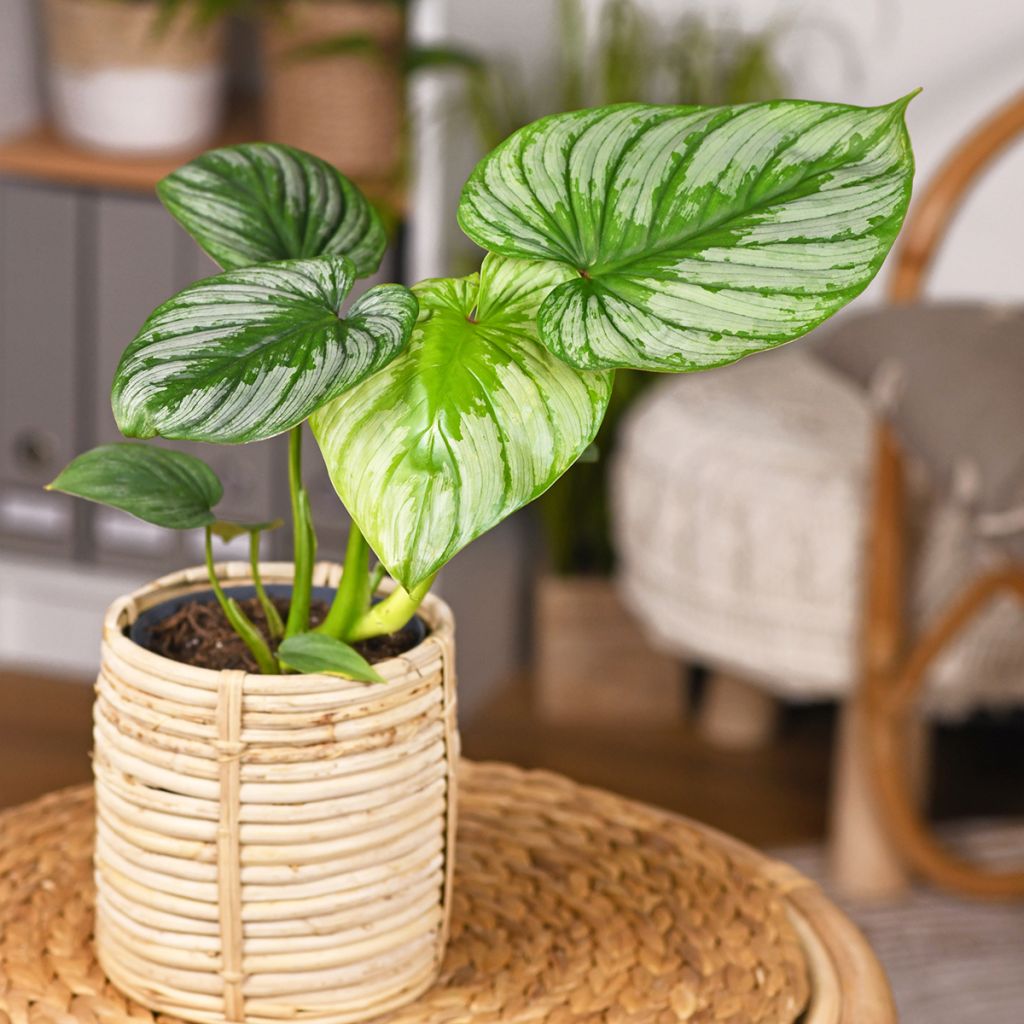 Philodendron mamei