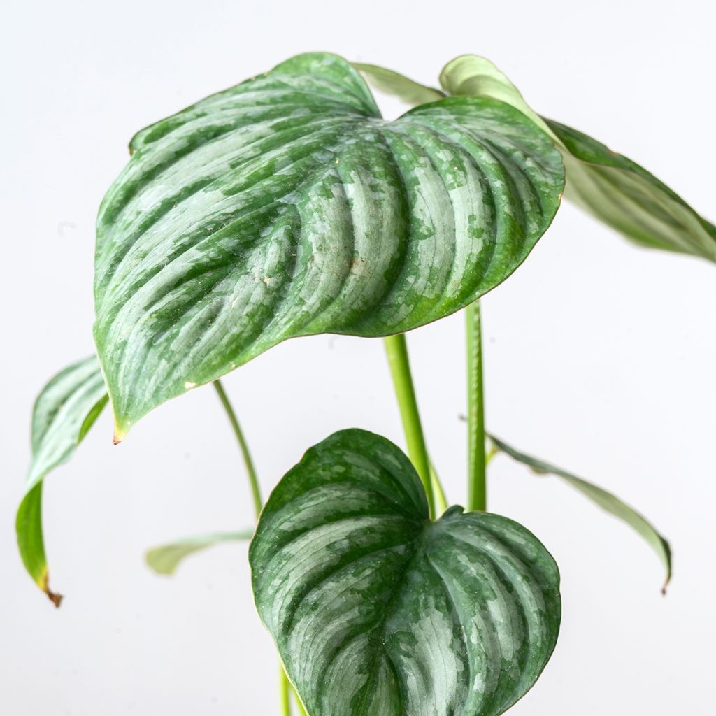 Philodendron mamei