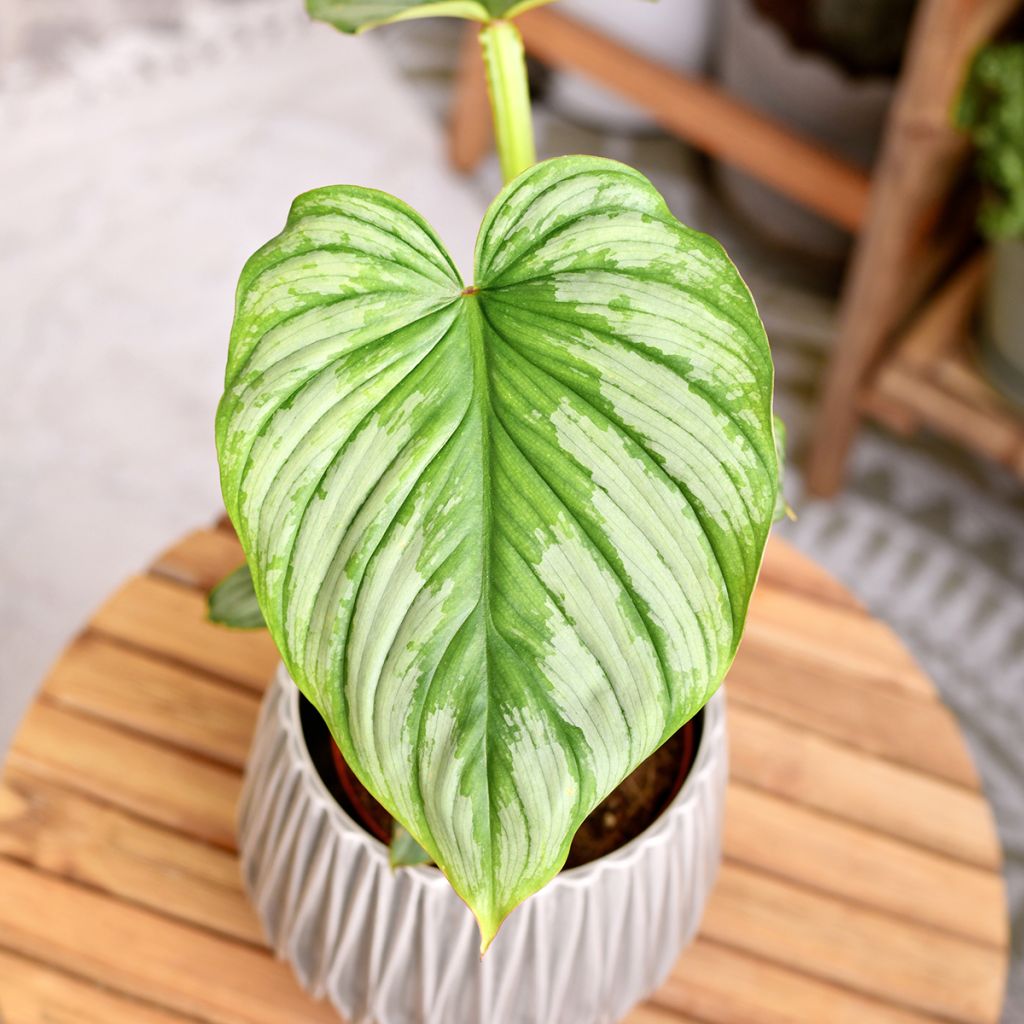 Philodendron mamei