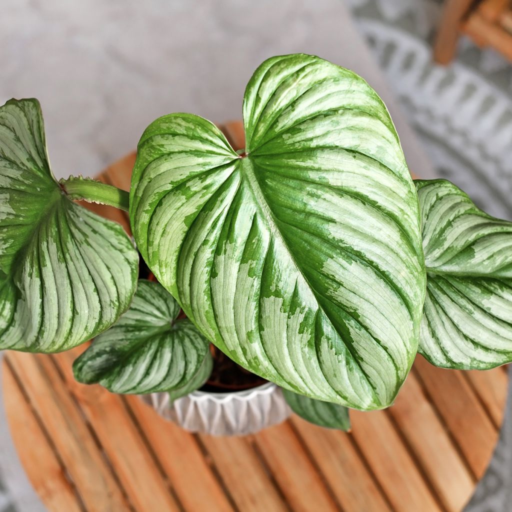 Philodendron mamei