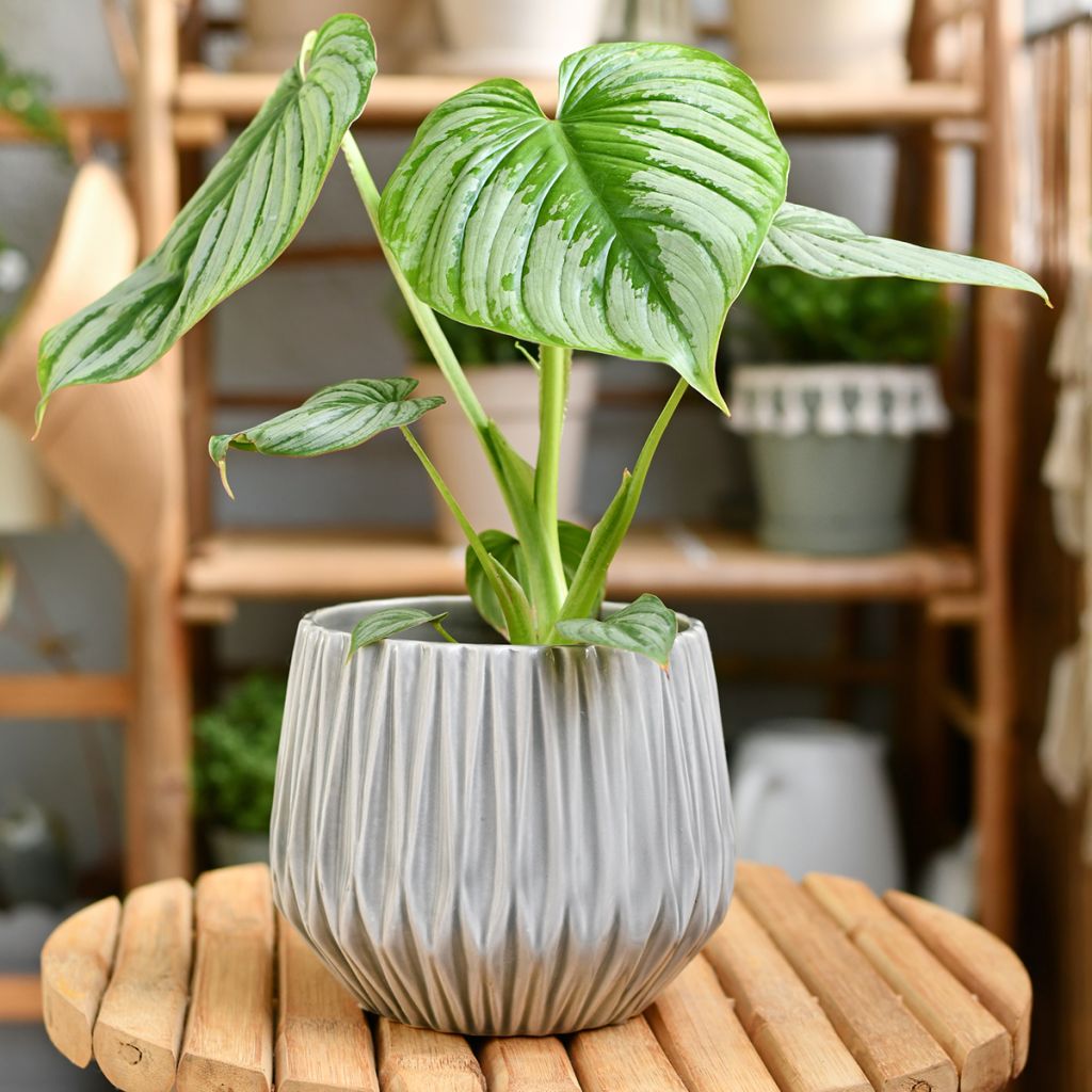 Philodendron mamei
