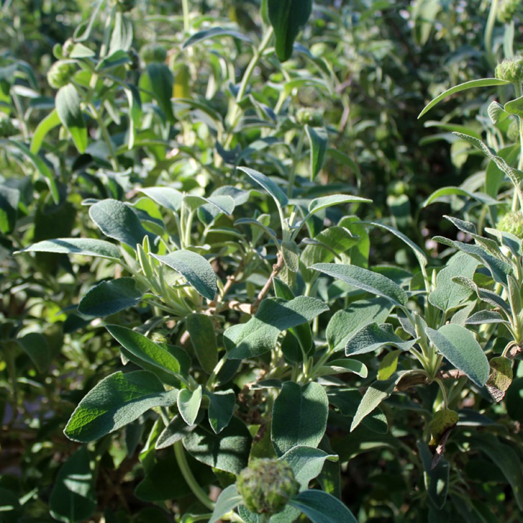 Phlomis fruticosa - Sauge de Jérusalem