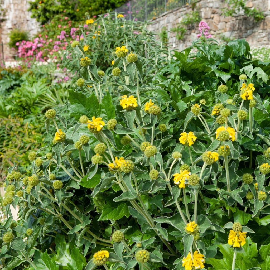 Phlomis fruticosa - Sauge de Jérusalem
