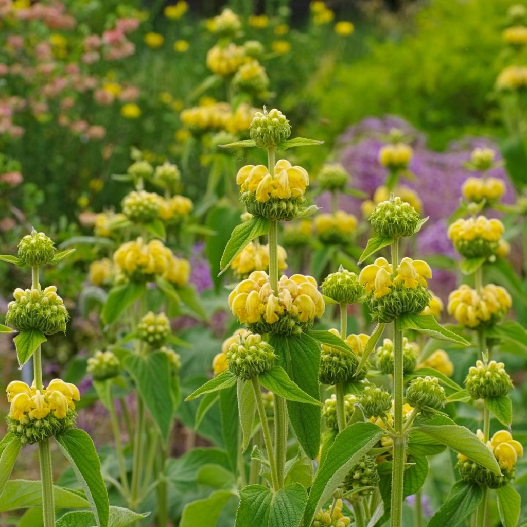 Phlomis fruticosa - Sauge de Jérusalem