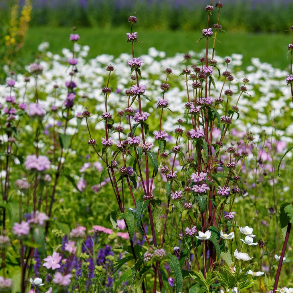 Phlomis tubéreux - Phlomis tuberosa Prima Donna