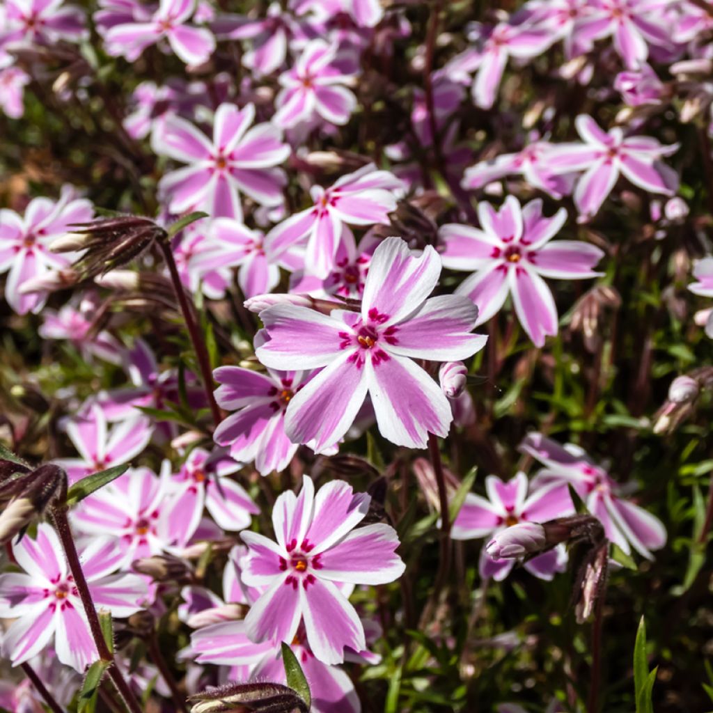 Phlox mousse Candy Stripes - Phlox subulata