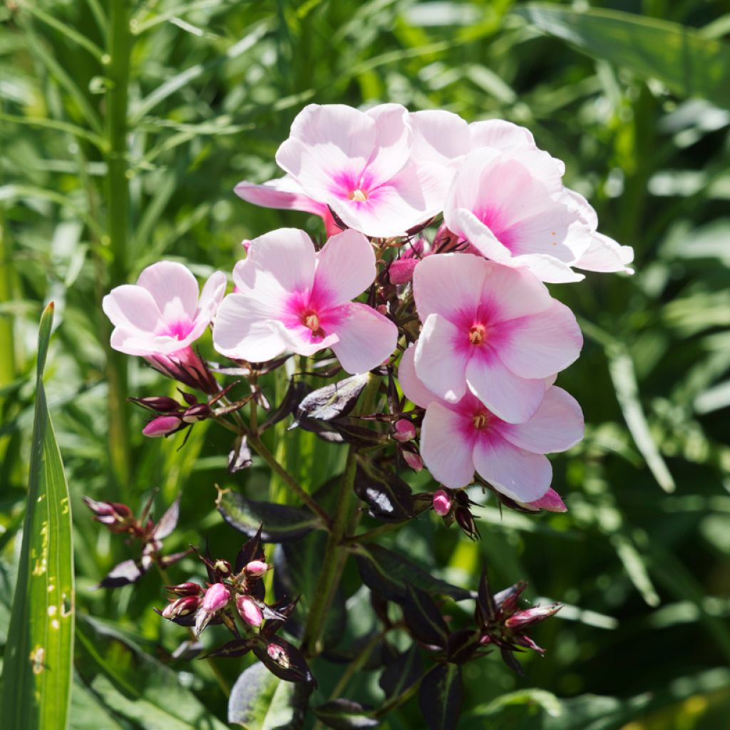 Phlox paniculata Bright Eyes - Phlox paniculé rose pâle à oeil rose vif