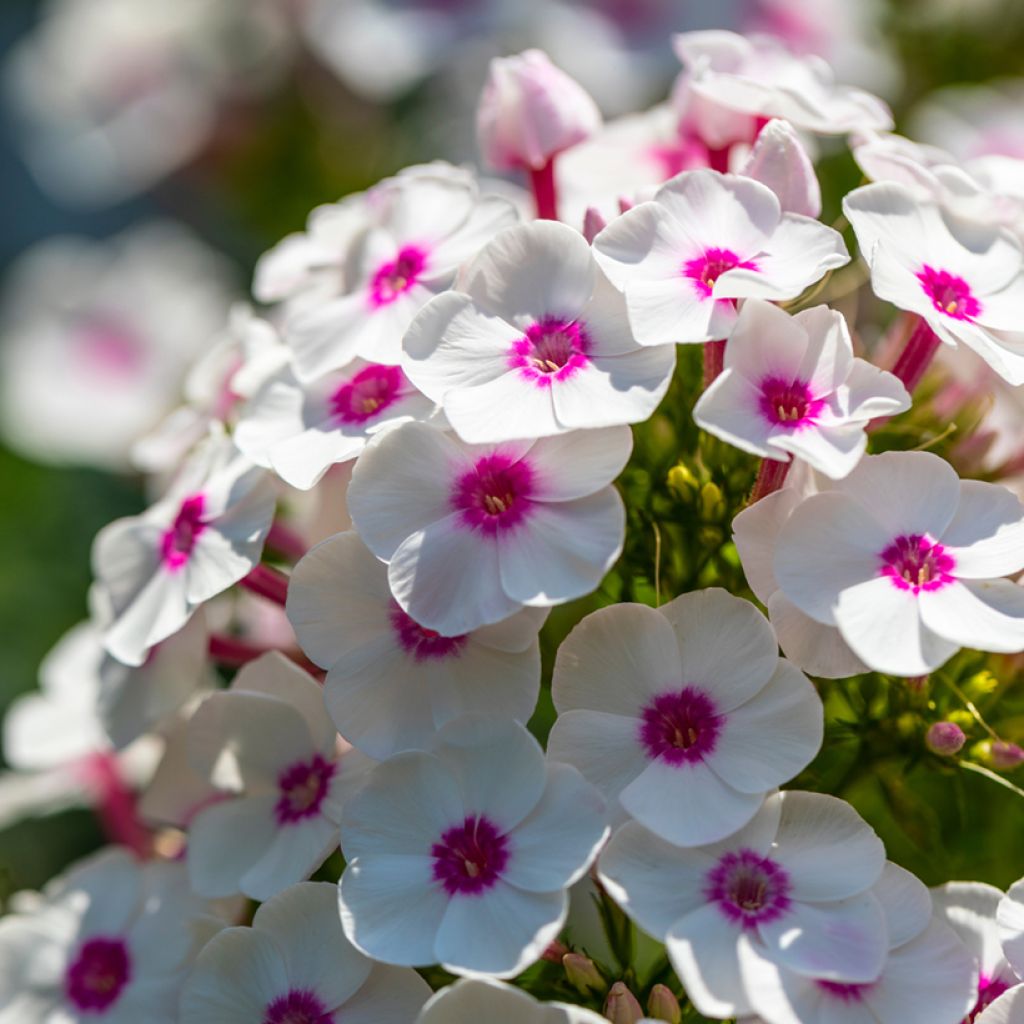 Phlox paniculata Bright Eyes - Phlox paniculé rose pâle à oeil rose vif