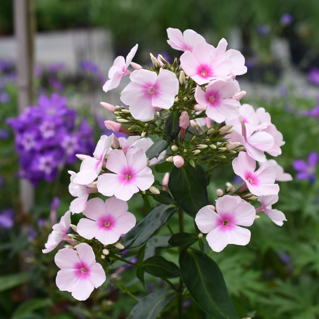 Phlox paniculata Bright Eyes - Phlox paniculé rose pâle à oeil rose vif
