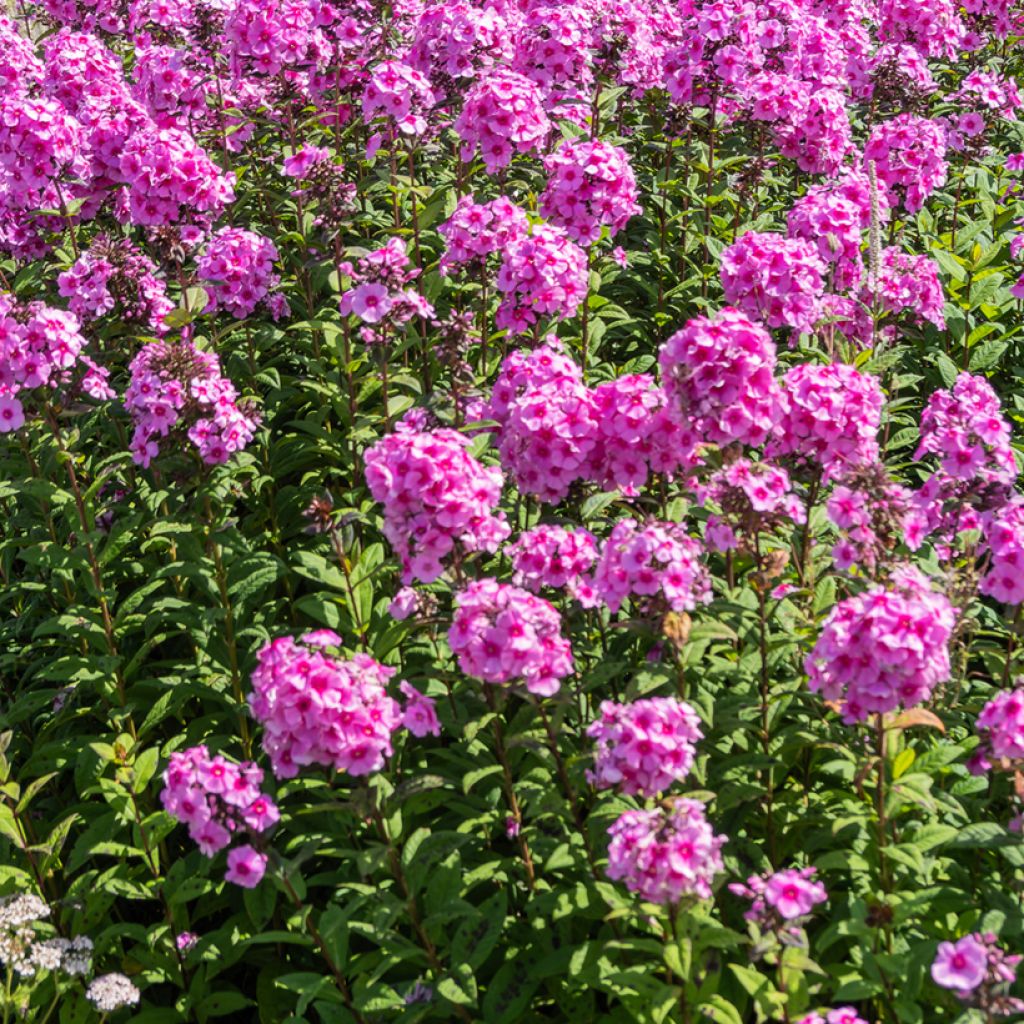 Phlox paniculata Eva Cullum