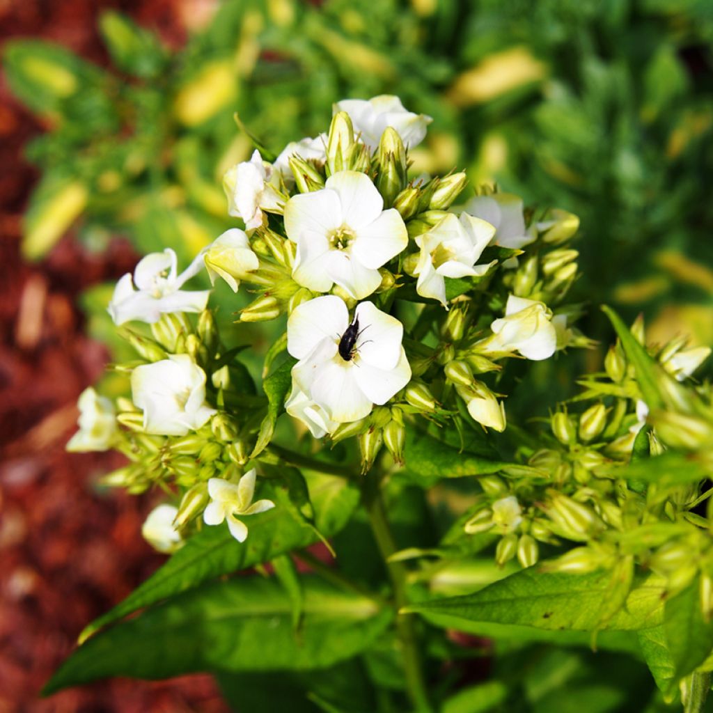 Phlox paniculata Jade - Phlox paniculé