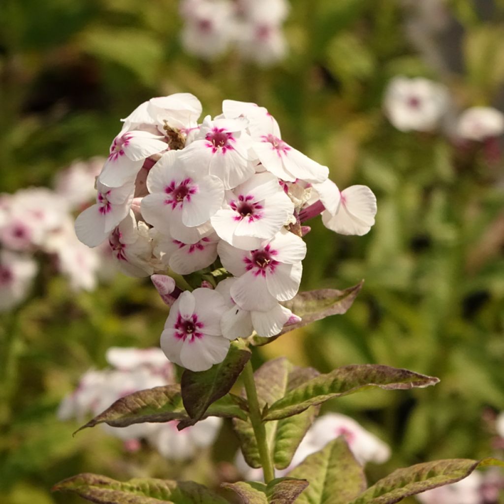 Phlox paniculata Mike's Favourite
