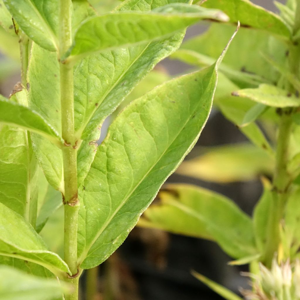 Phlox paniculata Younique Trendy