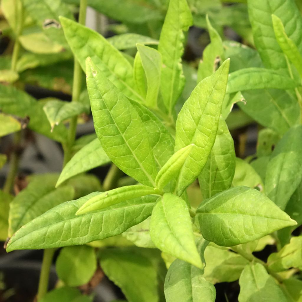 Phlox paniculata Younique White