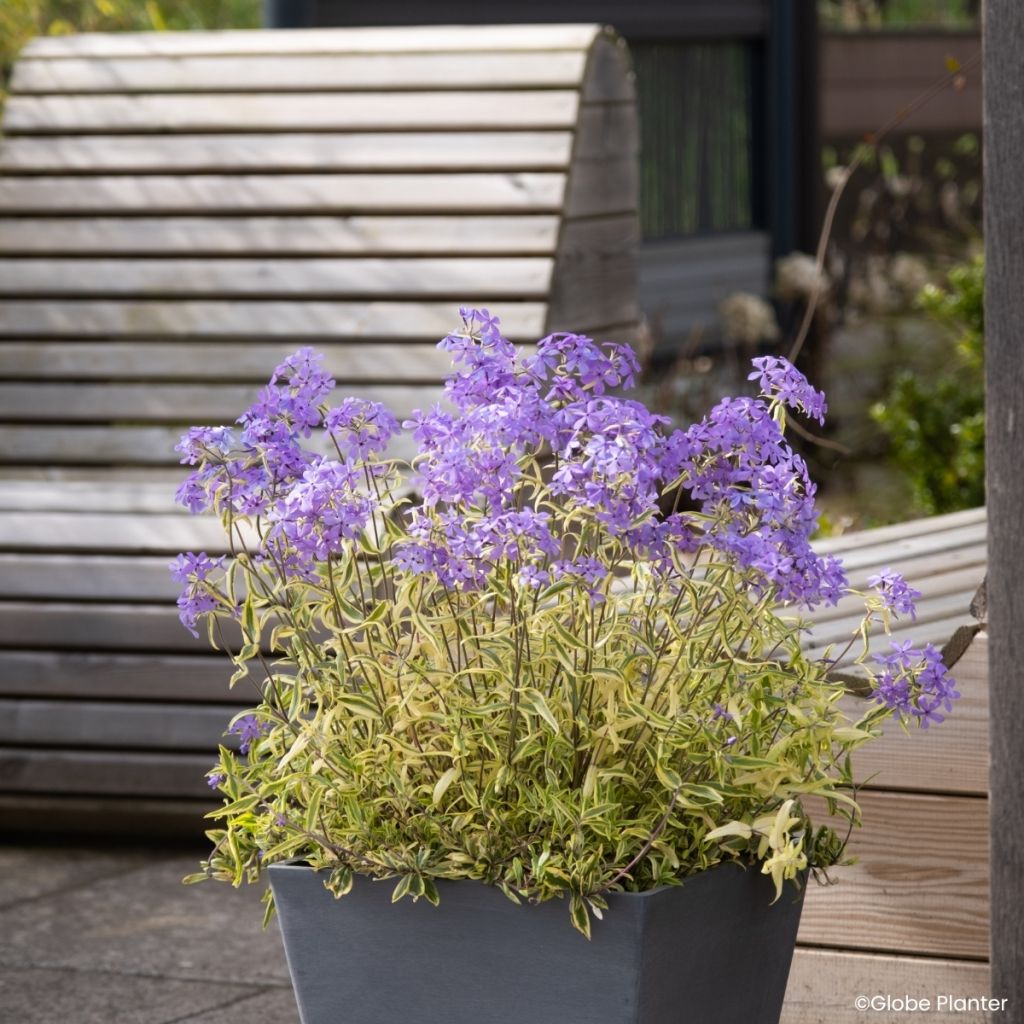 Phlox divaricata Blue Ribbons