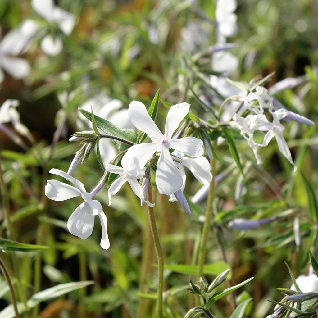 Phlox divaricata May Breeze