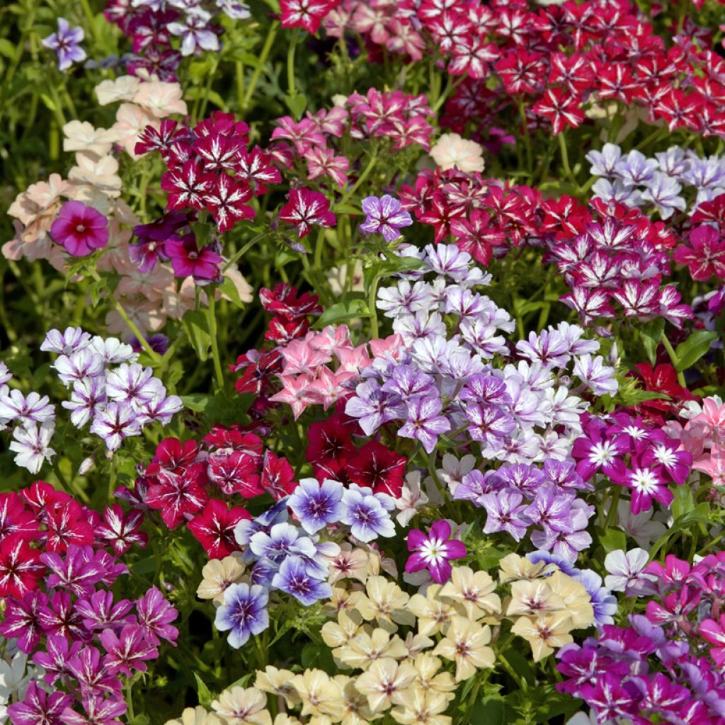 Graines de Phlox drummondii Starry Eyes - Phlox de Drummond 