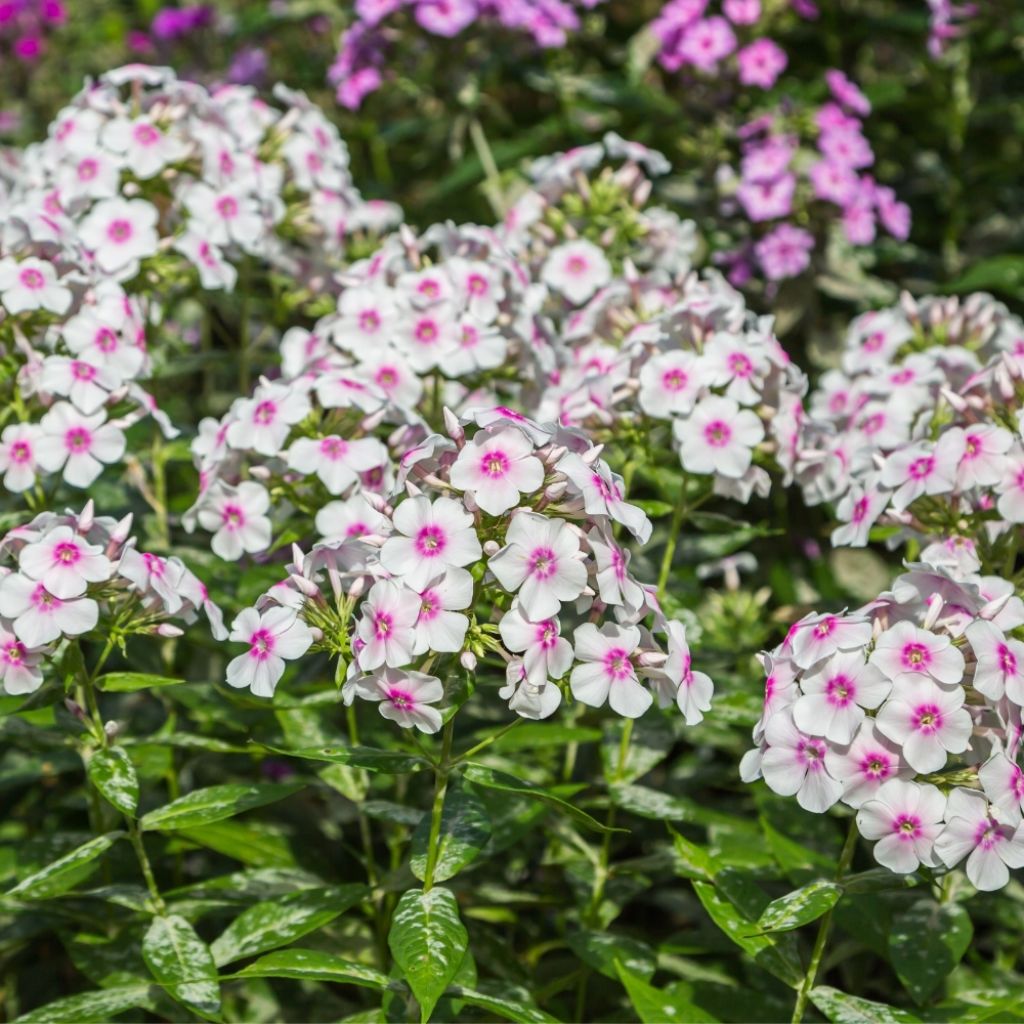 Phlox paniculata Europa