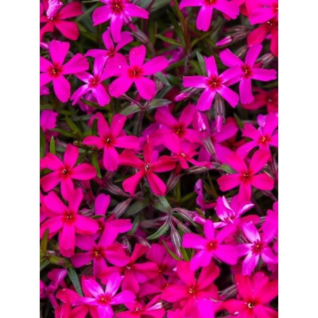 Phlox subulata Atropurpurea - Phlox mousse