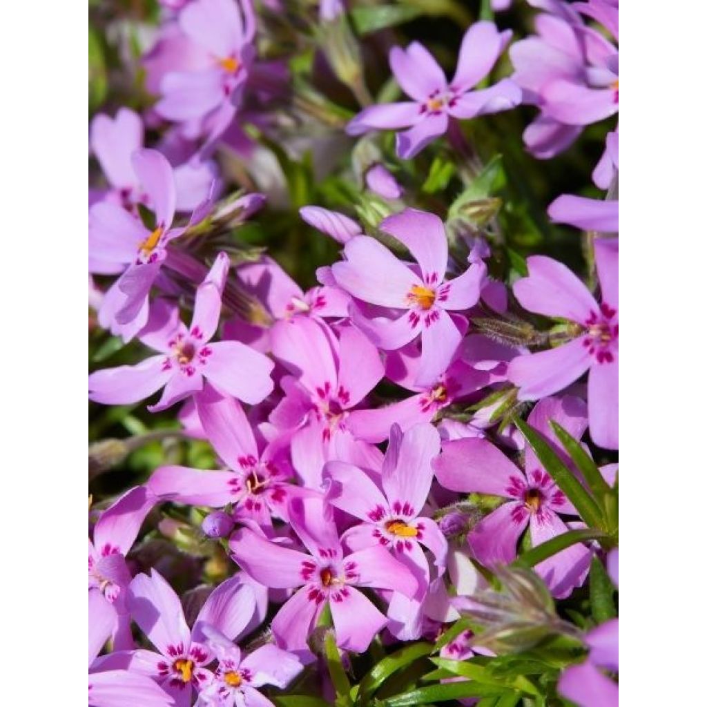 Phlox subulata McDaniel's Cushion - Phlox mousse