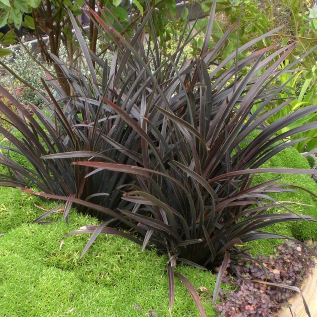 Phormium Mini Magic - Lin de Nouvelle-Zélande