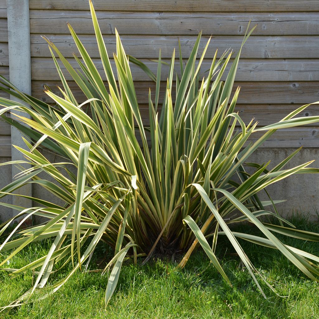 Phormium Duet - Lin de Nouvelle-Zélande