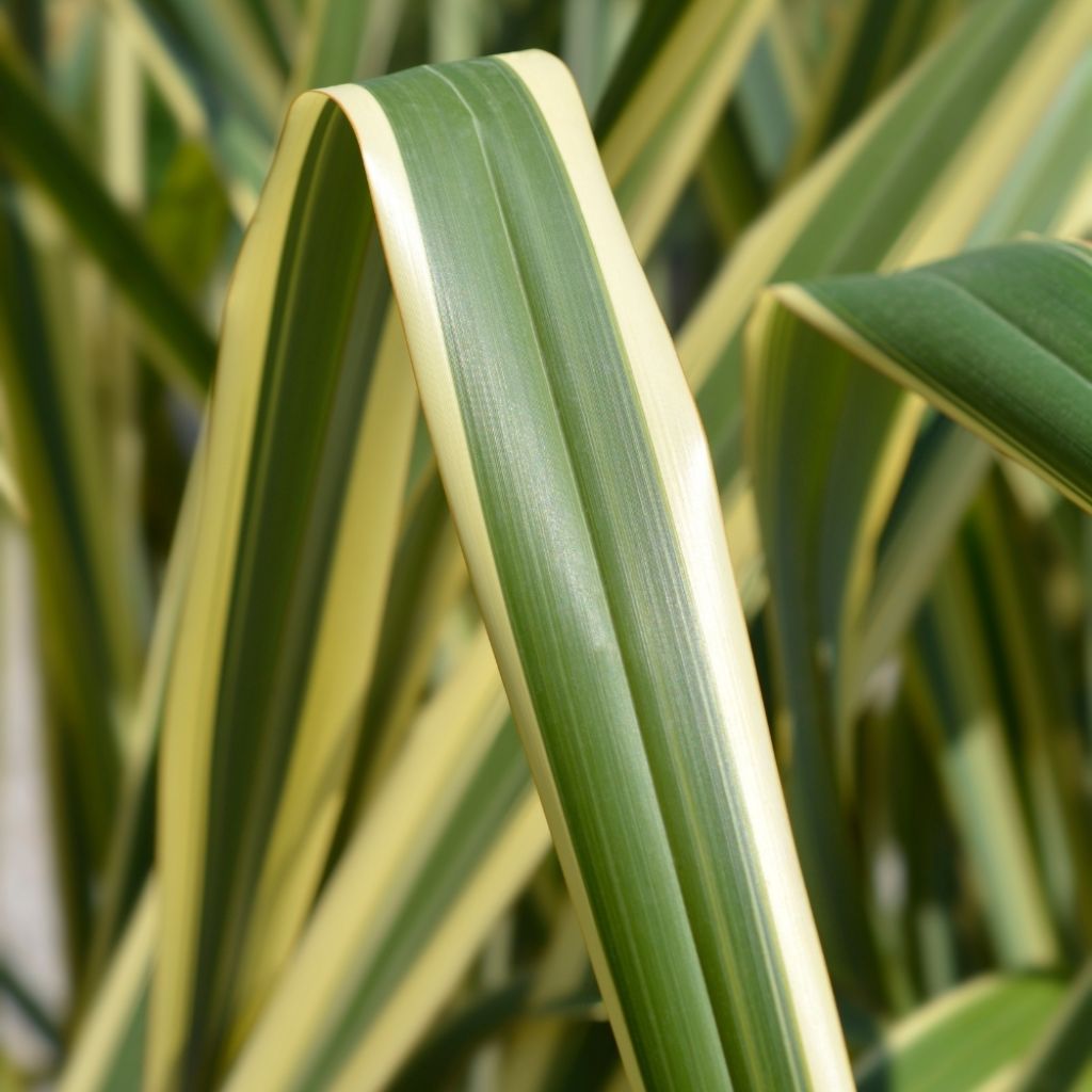 Phormium tenax Variegatum - Lin de Nouvelle-Zélande