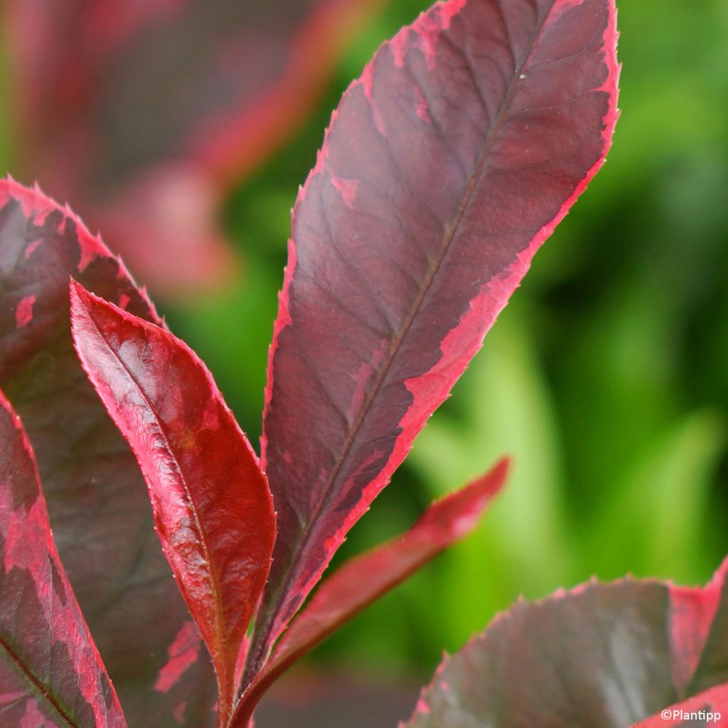Photinia fraseri Louise