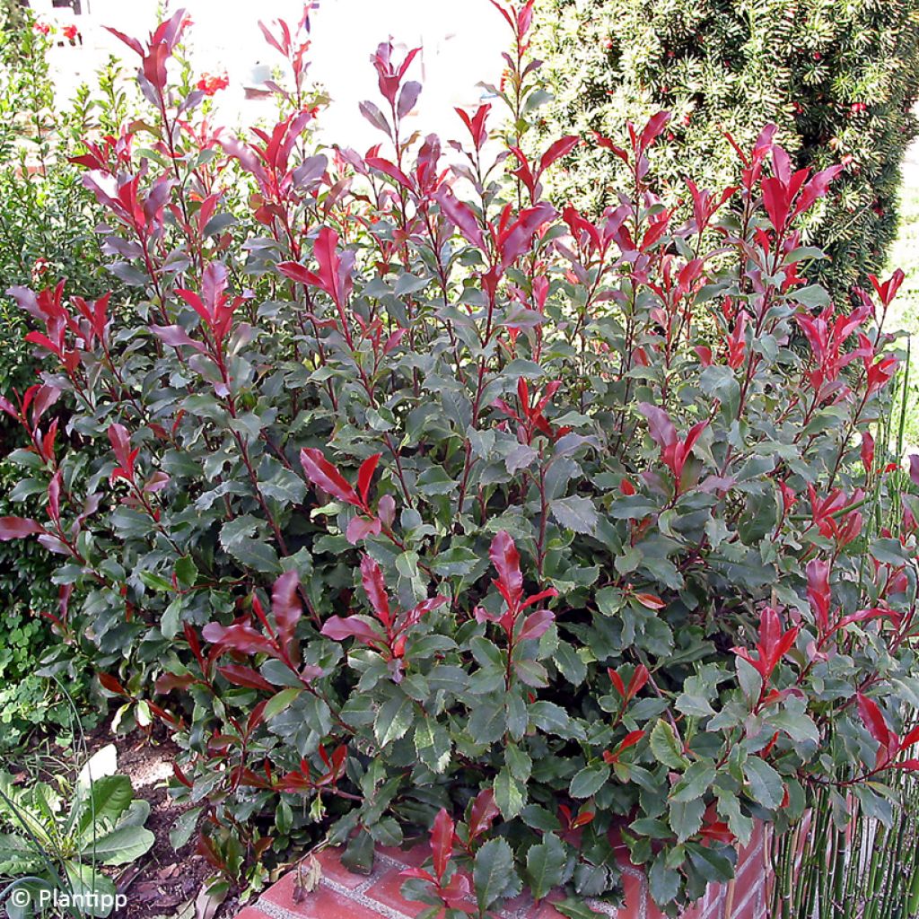 Photinia fraseri Corallina