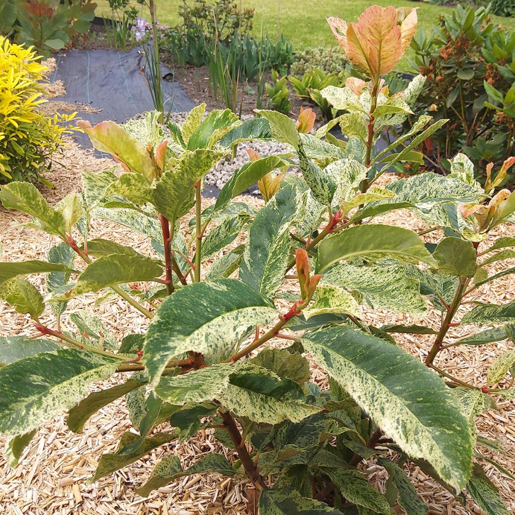 Photinia serratifolia Pink Crispy