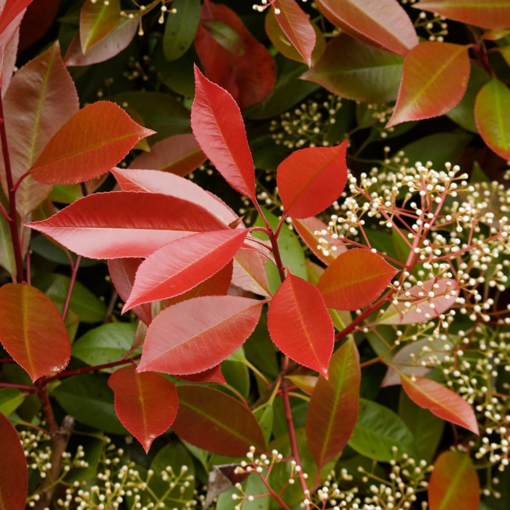 Photinia fraseri Carré Rouge
