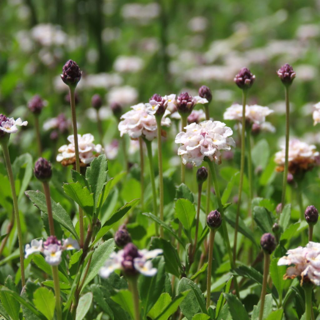 Phyla nodiflora var. canescens - Lippia nodiflora
