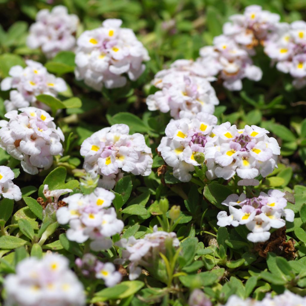Phyla nodiflora var. canescens - Lippia nodiflora