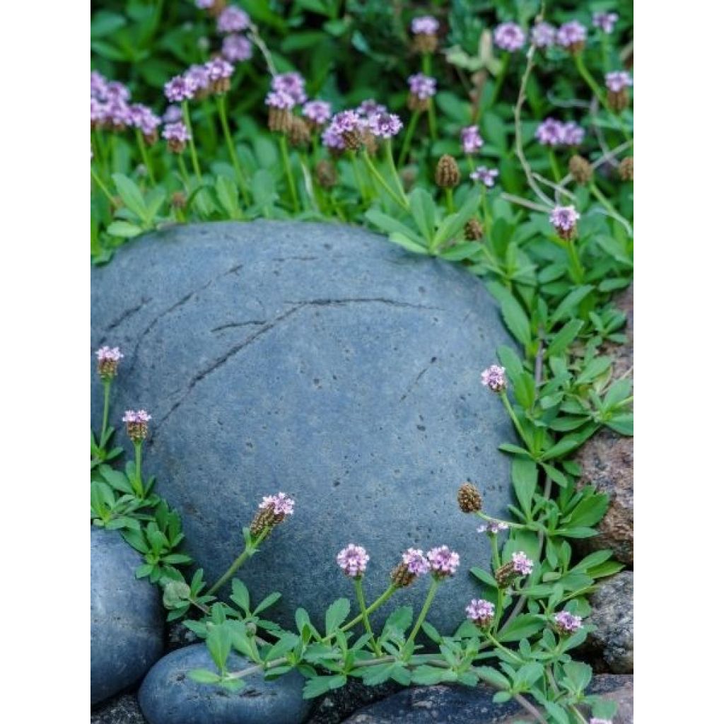 Phyla nodiflora var. canescens - Lippia nodiflora