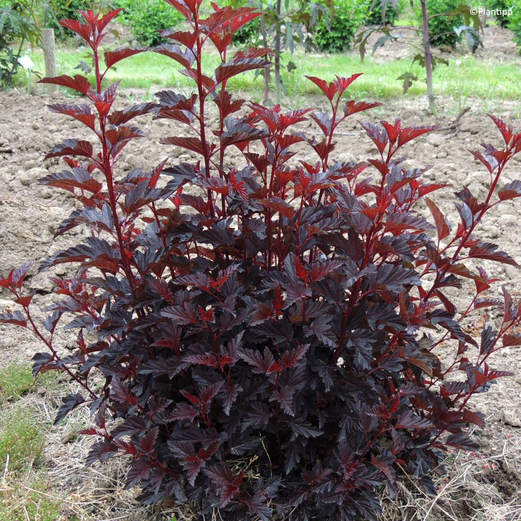 Physocarpus opulifolius All Black - Physocarpe noir