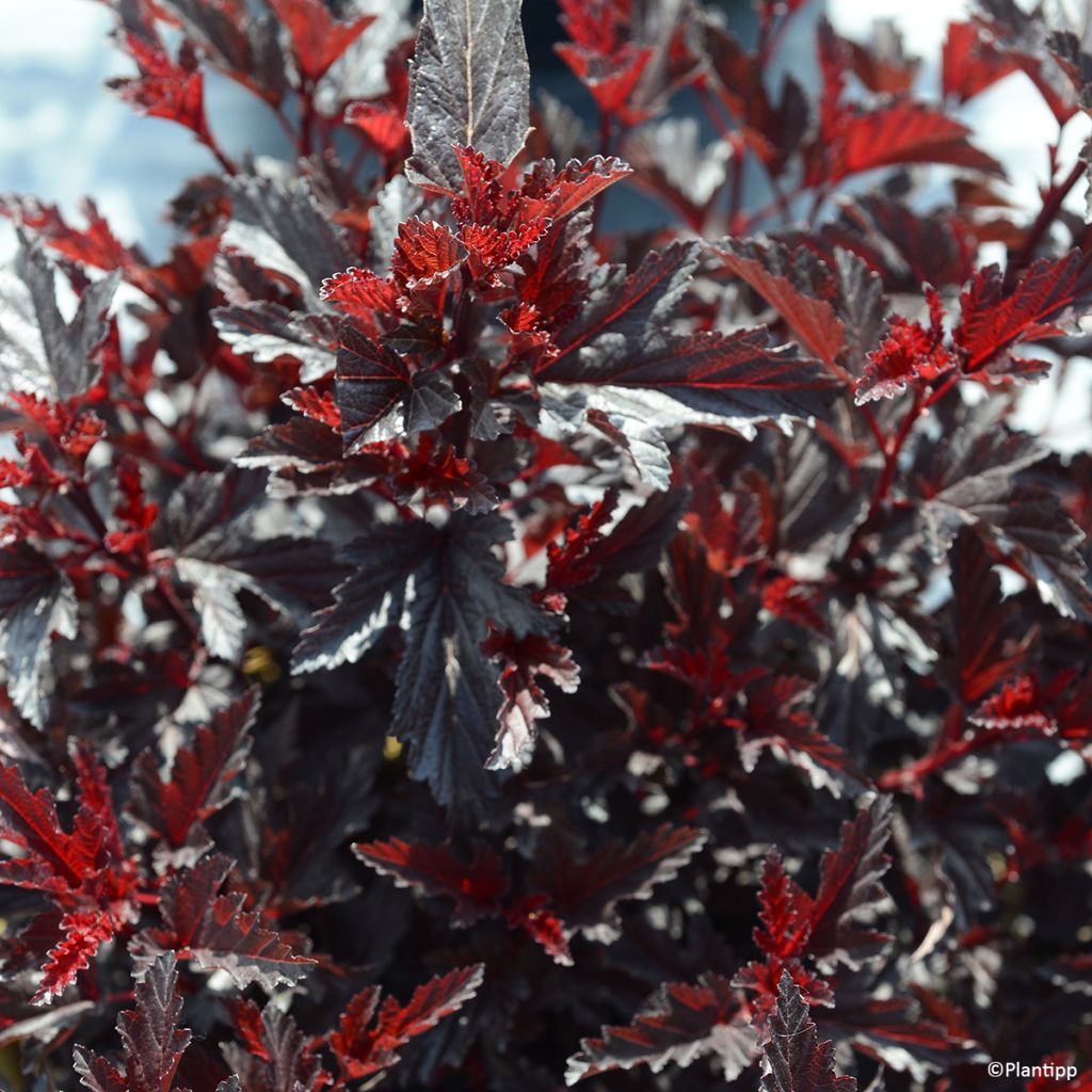 Physocarpus opulifolius All Black - Physocarpe noir