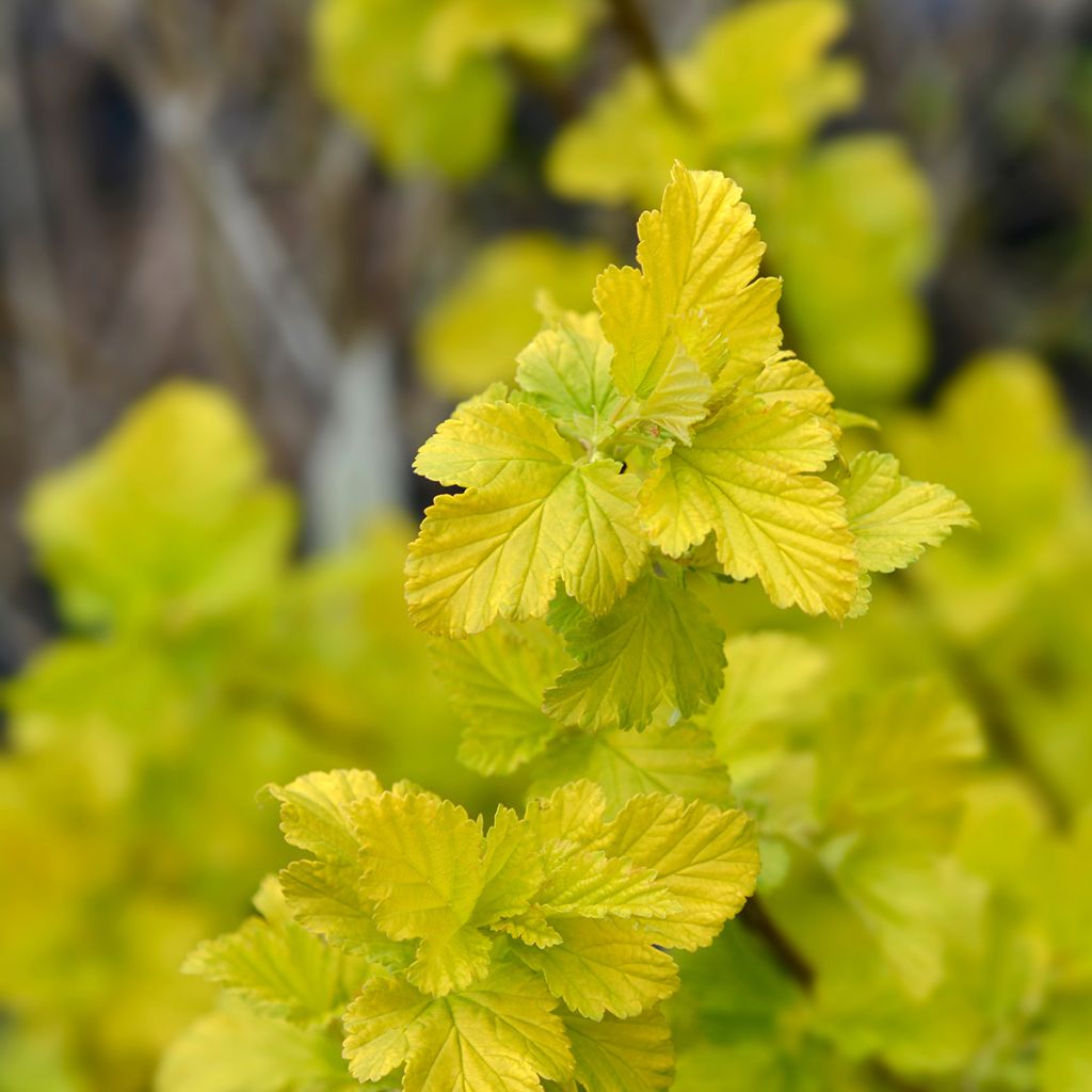 Physocarpus opulifolius Angel Gold - Physocarpe
