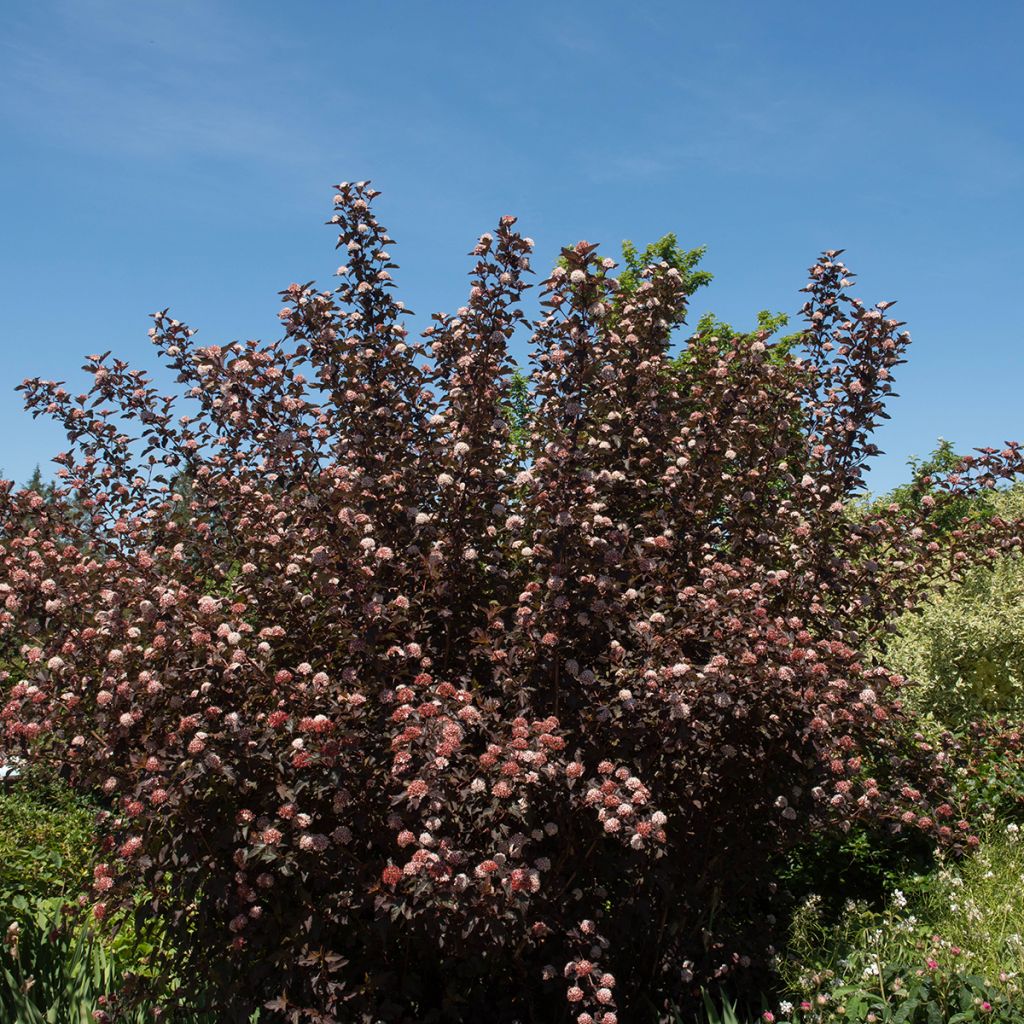 Physocarpus opulifolius Diable D'Or - Physocarpe 