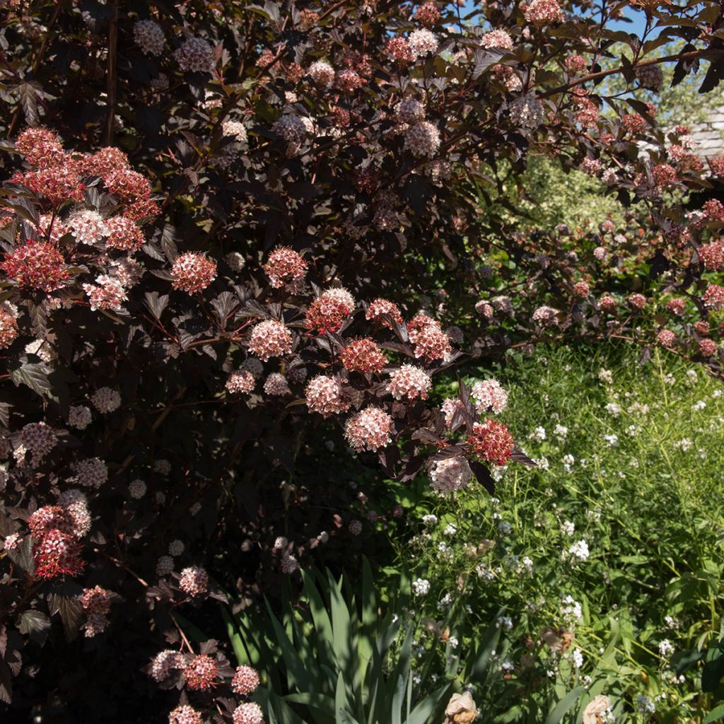 Physocarpus opulifolius Diable D'Or - Physocarpe 