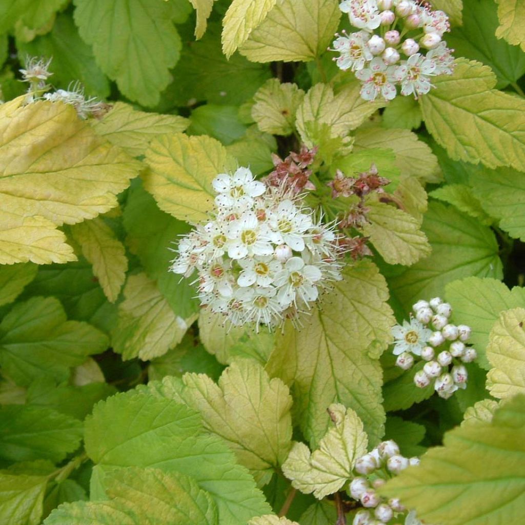 Physocarpus Dart’s Gold - Physocarpe