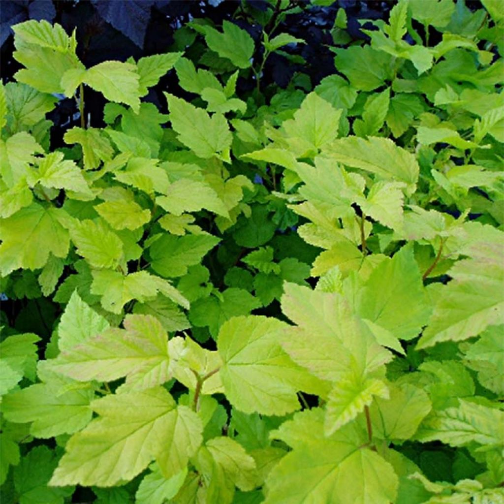 Physocarpus Dart’s Gold - Physocarpe